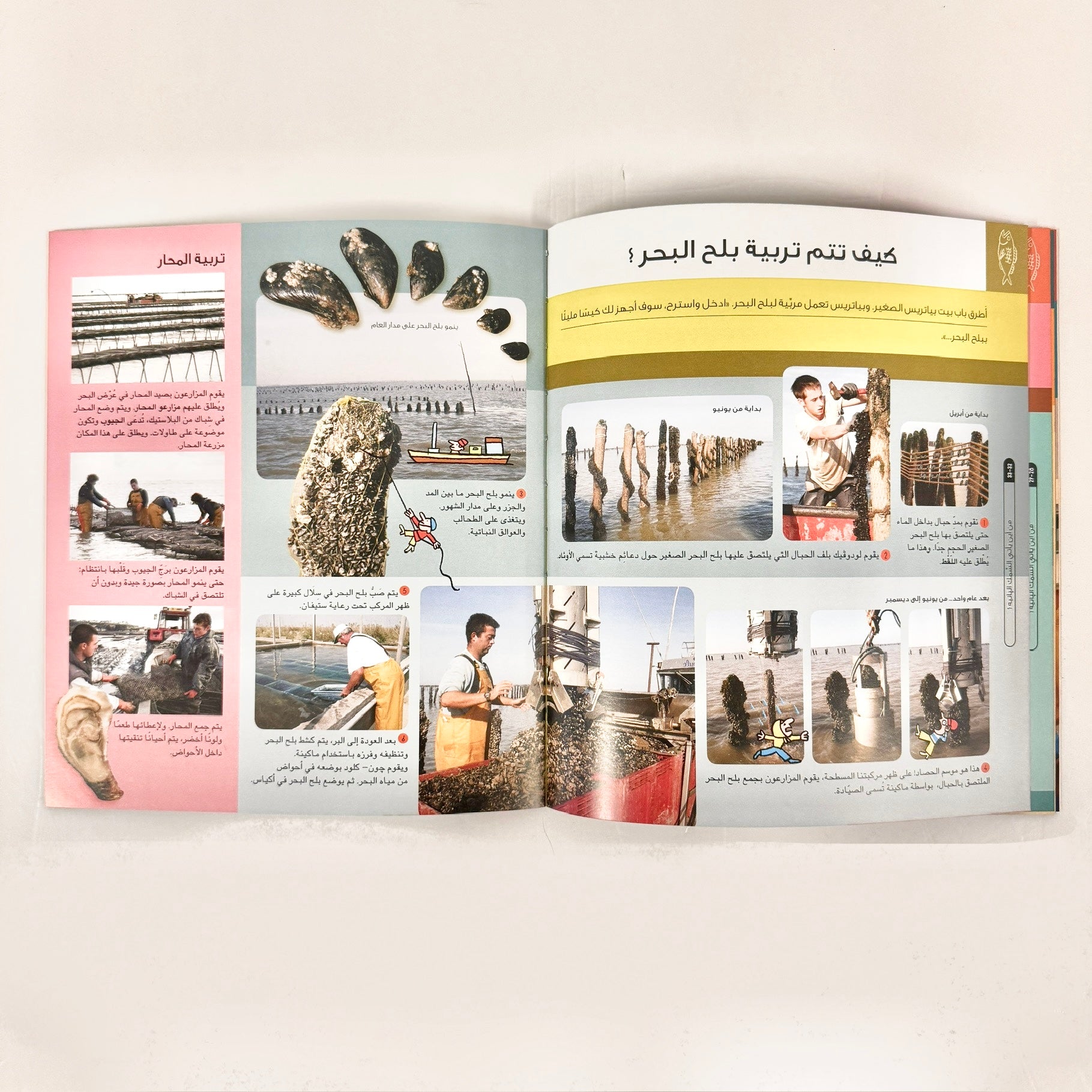 من أين يأتى السمك البانيه؟