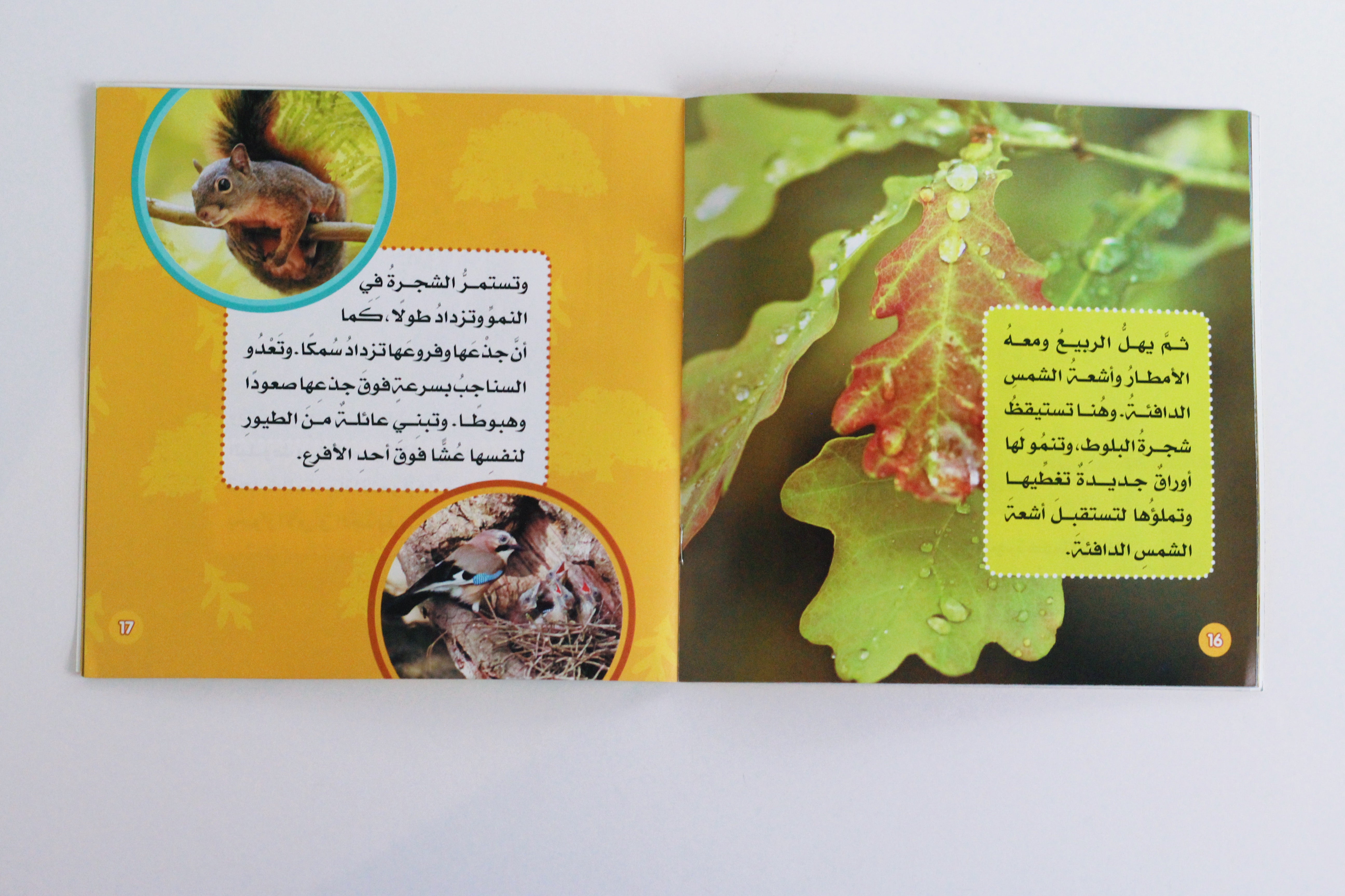 الشجرة | سلسلة استكشف العالم